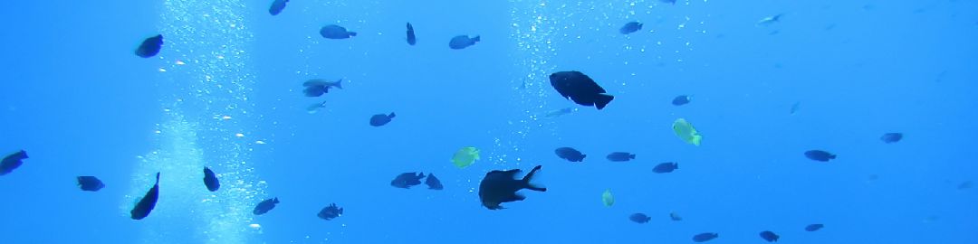 ダイビングで海の素晴らしさを知ろう